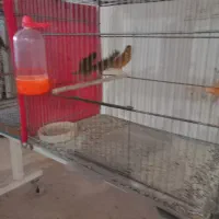 تعدادی قناری|پرنده|کرمان, |دیوار