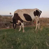 گاو هلشتیان|حیوانات مزرعه|انزل, |دیوار