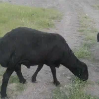 انواع بره قوچ و قوچ قره قزل آس