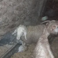 یک بر ماده ویک بز