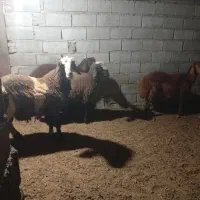 دو..رس نر بره چاق|حیوانات مزرعه|مینودشت, |دیوار