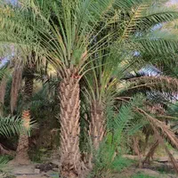 ارسال پالم با مجوز سازمان جهادکشاورزی|خدمات باغبانی و درختکاری|قشم, |دیوار