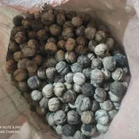 گردو خشک امسال