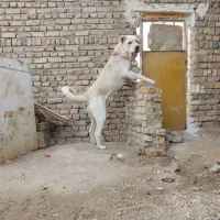 سگ‌ نگهبان