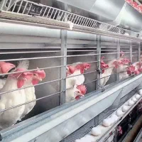 مجوز مرغداری تخمگذار۱۲۰۰۰۰قطعه۲.۵هکتار استان البرز