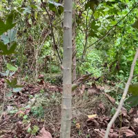 نهال چنار|خدمات باغبانی و درختکاری|کردکوی, |دیوار