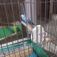 مرغ عشق مولد ۵ تا تخم دارن