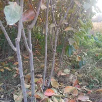 فروش انواع نهال