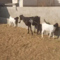 دوعدد بز پاکستانی