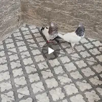 جفت جوانه کله دم سبز درشت پاک پاک تاز پر خرشون