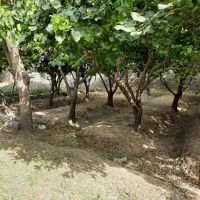 276-متر-باغچه-سنددار-با-درختان-میوه-خوش-نقشه