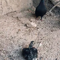 سیاه دم سفید|پرنده|برازجان, |دیوار