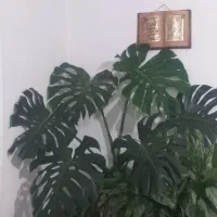 گل انجیری|گل و گیاه طبیعی|سیلوانه, |دیوار