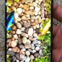 پاوربانک و گوشی سامسونگa06|لوازم جانبی موبایل و تبلت|کرج, کوی کارمندان شمالی|دیوار