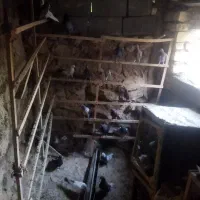 کبوتر پرشی