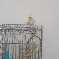 عروس هلندی نر