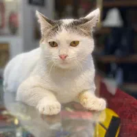 واگذاری رایگان گربه دی اس اچ|گربه|تهران, جوادیه|دیوار