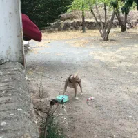 پیتبول ماده|سگ|کرج, باغستان|دیوار