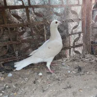 ماده پلاکی|پرنده|مهریز, |دیوار