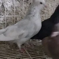 کفتر سینه سبز و الماسی و دم سفید