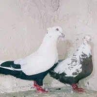 نروماده دمبی شلواری