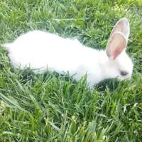 ۲ عدد خرگوش