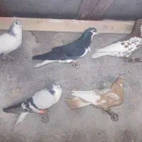 کبوتر شهری 5تا