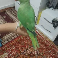 طوطی ملنگو شاه تخم 5ماهه