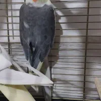 یک جفت عروس هلندی