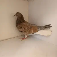 کفتر سرور دم سفید|پرنده|فردیس, شهرک ناز|دیوار