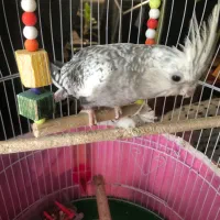 طوطی عروس ایزابلا