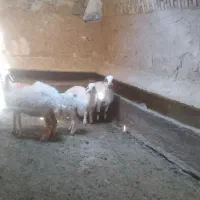 دو کاور زاییده  فروشی درجه یک