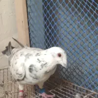 نره مسافتی ۴۰۰نشسته
