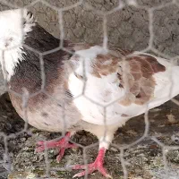 کفتر گمشده متن را. بخوانید