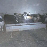 بز دورگ محلی ابستن|حیوانات مزرعه|جلگه ماژان, |دیوار