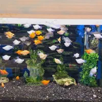 جمجمه آکواریوم ماهی تزئینی چند مدل|ماهی|مشهد, نیزه|دیوار