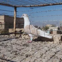 کفتر صید امری کله سرخ|پرنده|کاشمر, |دیوار