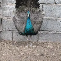 طاووس