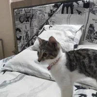 گربه