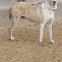 ماده به ضمانت کاغذ برا گله و همه چیز