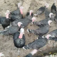 روستای هلوش