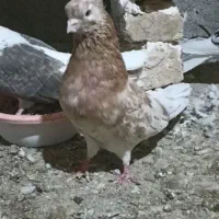 کفتر.سرور.نر.کبوتر|پرنده|گرگان, |دیوار