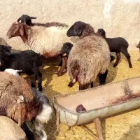 28راس زایده 5راس ابستن