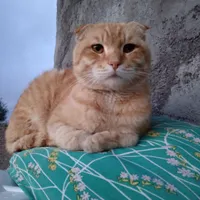 فروش گربه نر