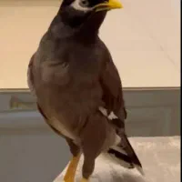 مرغ مینا سخنگو اعجوبه بی نظیر