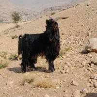 پازن تخمی فروشی|حیوانات مزرعه|چرام, |دیوار