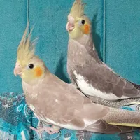 جوجه عروس هلندی|پرنده|تهران, شهر‌زیبا|دیوار