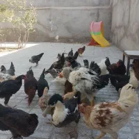 تعداد۲۸تامرغ وخروس۵ماه آماده تخم|حیوانات مزرعه|تربت‌حیدریه, حسنی بالا|دیوار