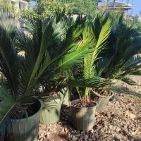 فروش سیکاس در همه سایز