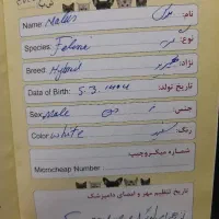 گربه خانگی سفید برفی|گربه|یزد, |دیوار